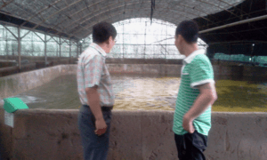 USSEC aquaculture contractor In-Soo Shin talks about feeding practices with a flounder grower in Jeju