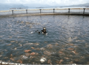 Tilapia production farm in Honduras