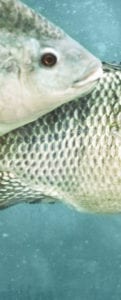fish-low-res