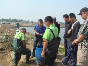 USSEC China’s aquaculture staff monitors the inventory harvest at the grass carp fingerling demonstration