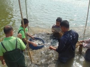 Farmers harvest the grass carp fingerlings during the USSEC feeding demonstration