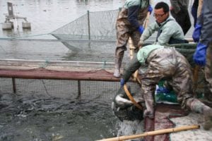 Grass carp being harvested from the IPA raceway system in China. A total of 42 metric tons of three sizes of grass carp were harvested from the three 22-meter long concrete raceways of the IPA system. This was nearly three times the sustainable production using traditional culture techniques.