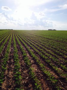 Despite the wet weather South Dakota has been experiencing, many of Scott's soybean fields are already showing a good stand for the year.