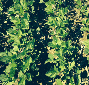Heisdorffer’s beans have been benefitting from the recent rains. They grew about two inches in just two weeks.