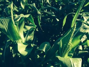 Heisdorffer’s patch of sweet corn is looking good this year and is already tasseling as a result of the ample rain and sunshine in Iowa. He gives away much of his sweet corn crop to family and friends.