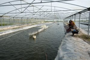 Workers prepare to feed a tank of tilapia at Molina Farm. Soymeal is a major ingredient in the ration. (photo courtesy of the Iowa Soybean Association’s Bean Blog)