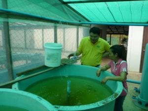 USSEC Asia Marine Specialist Hsiang Pin Lan discusses the feeding of Asian sea bass fry spawned at 88 Hatchery with Netipak Ua-ananta who also participated in the recent USSEC Australia Intensive Hatchery Training 