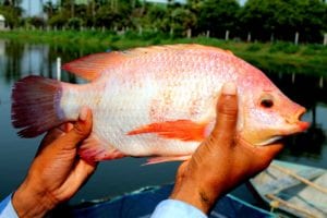 A genetically modified tilapia strain from Thailand at an Indian farm