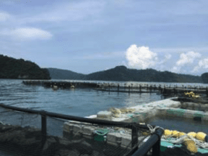 Offshore cages near Langkawi, Malaysia