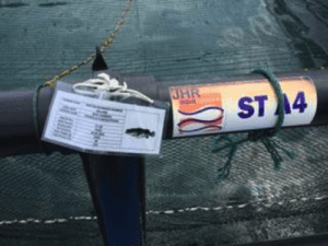 Details of fish in an offshore cage