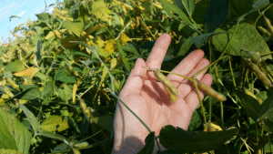 Touching U.S. soybean still in the pods and visiting with Minnesota farmers was a thrilling experience for every one of the professionals from Northeastern Europe.