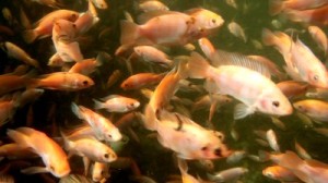 stock-footage-tilapia-underwater-at-a-fish-farm