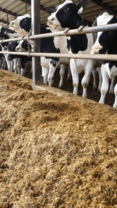 An AminoPlus-based diet serves Polish dairy cows very well