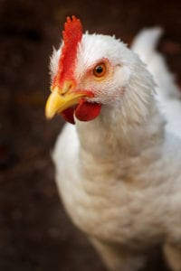 Animal Feed