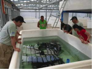 USSEC Asia Marine Specialist, Aquaculture – SEA Hsiang Pin Lan; an unidentified Palawan Aquaculture Corporation (PAC) representative; PAC president Ben Lim, Jr.; USSEC Technical Consultant, Aquaculture - Philippines Levy Manalac; and PAC’s Ms. Ma. Cheryl Joy Emboltorio looking at the new expansion for PAC
