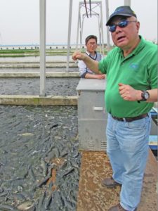 USSEC's Jim Zhang stands between the aquaculture “cells” containing thousands of fish feeding on feed containing 50 percent U.S. soybean products. This fish farm is located about an hour’s drive from downtown Shanghai but is still considered part of the city. (Photo courtesy of Rural Life Today)