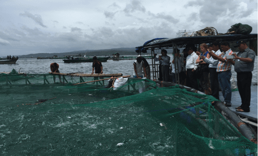 The Myanmar aquaculture team visited the USSEC Tilapia LVHD Cage demonstration project at Southeast Feeds Corp., Taal Lake, Talisay, Batangas, Philippines on July 8