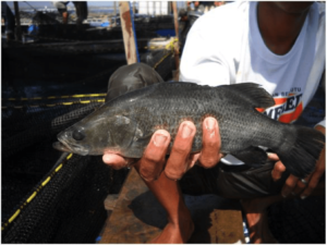 A sample of Asian sea bass or barramundi (Lates calcarifer) (Picture taken during USSEC’s feed trial with PT. Phillips Seafoods Indonesia in FY 2011)