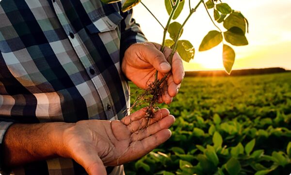 Close-up of soybean plant roots in farmer’s hand