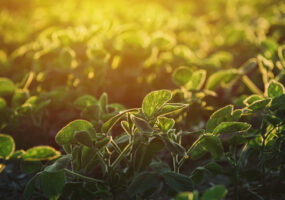 Agricultural soybean field against the warm sunset light