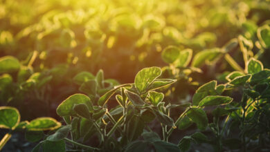 Agricultural soybean field against the warm sunset light