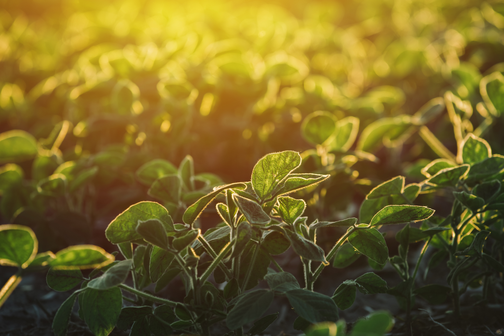 Agricultural soybean field against the warm sunset light