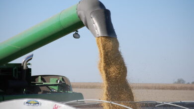 Farm equipment loading harvested soybeans