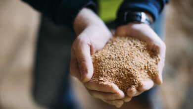 Hands cupped together holding a pile of soil