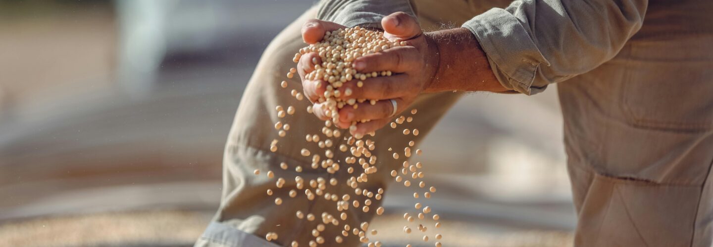 Soybeans in a farmer's hand