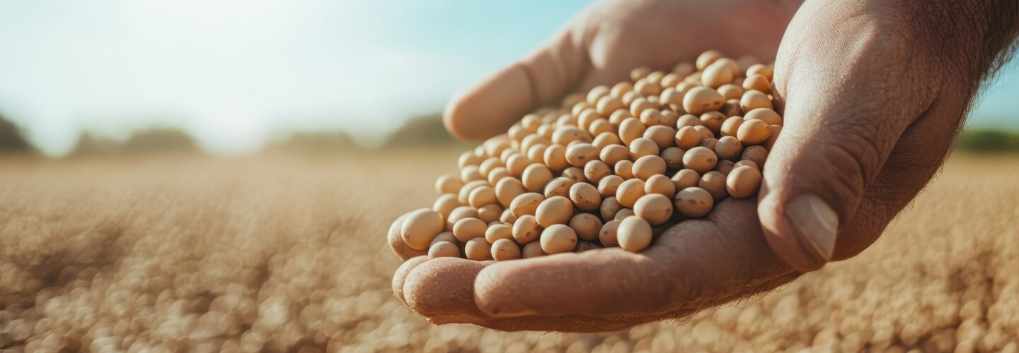 A striking image showcasing hands filled with soybean seeds against a sunlit backdrop, symbolizing the connection between agriculture and nourishment for society.