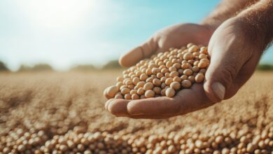 A striking image showcasing hands filled with soybean seeds against a sunlit backdrop, symbolizing the connection between agriculture and nourishment for society.