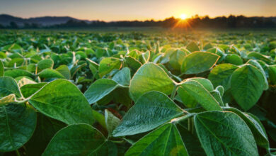 Soybean field with close up of leaves
