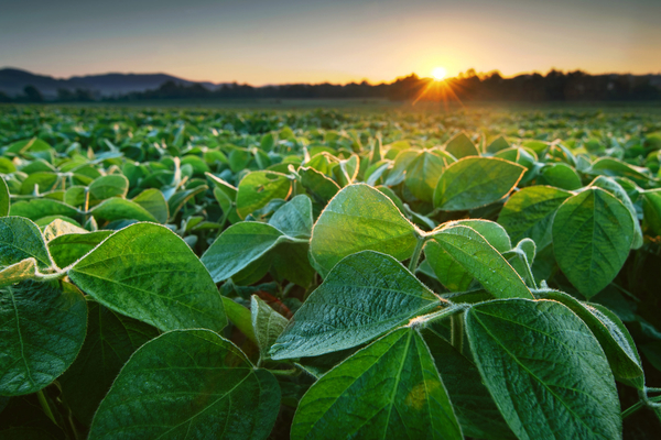 Soybean field with close up of leaves