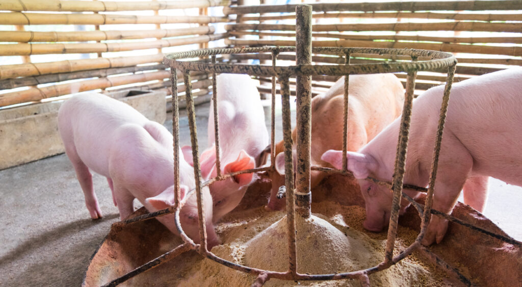 Pig feeding in progress