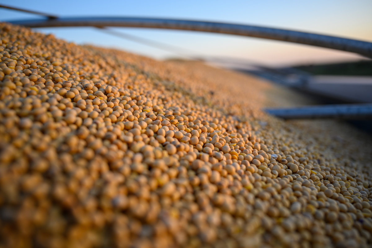 Closeup of commodity soybeans