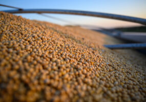 Closeup of commodity soybeans