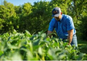 Farmer tending soybeans