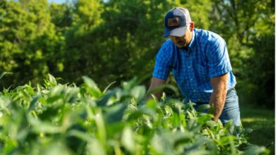 Farmer tending soybeans