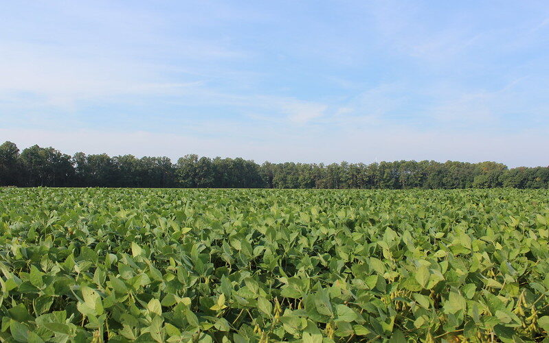 A field of soybeans