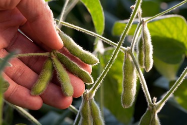 Hand holding pods on a soybean plant