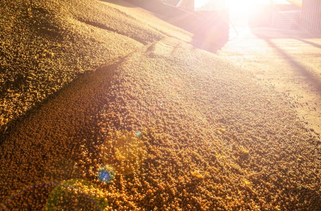 Harvested soybeans