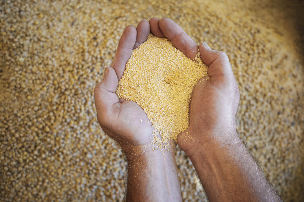 Hands holding soybean meal