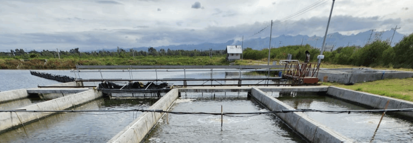 Soy optimized aquafeed in bucket at the head of an IPRS raceway.