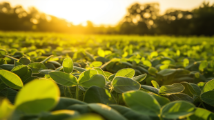 Soybean field at sunrise