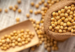 Whole soybeans in bag and scoop