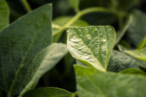 Closeup of soybean leave
