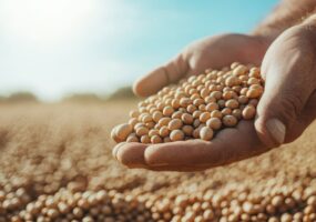 A striking image showcasing hands filled with soybean seeds against a sunlit backdrop, symbolizing the connection between agriculture and nourishment for society.