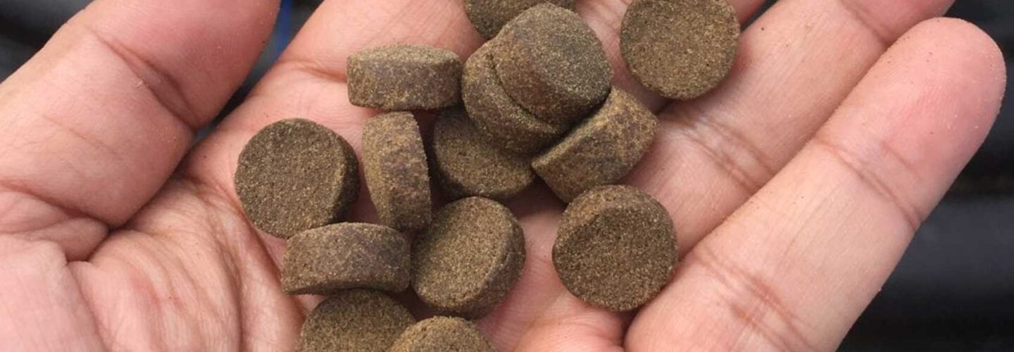 Man's hand holding aqua feed pellets.
