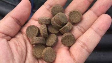 Man's hand holding aqua feed pellets.