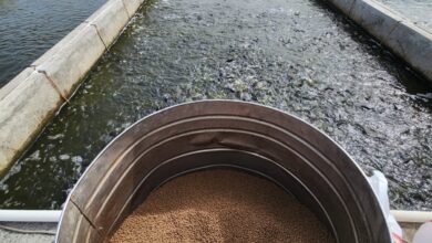 Soy optimized aquafeed in bucket at the head of an IPRS raceway.